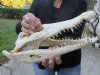 15-1/4 inches Authentic Nile Crocodile Skull for Sale (has some dried skin on the skull)- You are buying this one for $500.00 (CITIES #263852) (Shipped UPS Adult Signature Required)