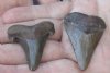 2 pc lot of Megalodon Fossil Shark Teeth for Sale measuring 1-1/2 and 1-7/8 inches long - You are buying the two pictured for $32/lot