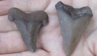 2 pc lot of Megalodon Fossil Shark Teeth for Sale measuring 1-1/2 and 1-7/8 inches long - You are buying the two pictured for $32/lot