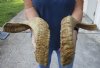 22 inch matching pair of ram sheep horns for sale. You are buying the pair of sheep horns pictured for $36/pair