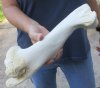 12-1/2 inch Water Buffalo humerus (Bubalus bubalis) leg bone - Review all photos - you are buying the buffalo leg bone pictured for $18