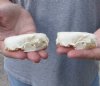 2 pc lot mink skulls for sale measuring 2-7/8 inches long and 1-5/8 inches wide (with jaws glued shut) - you are buying the two skulls pictured for $32/lot