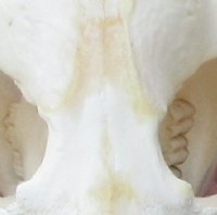 Grade A North American Beaver Skull (castor) 4-7/8 inches long for $34