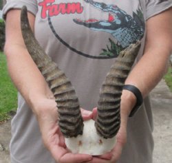 #2 Grade 7 and 9 inch Male Springbok Horns on Springbok Skull Plate for $15.