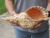 Pacific Triton seashell 13 inches long Polished - (You are buying the shell pictured) for $85 