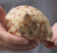 Pacific Triton seashell 13 inches long Polished - (You are buying the shell pictured) for $85 