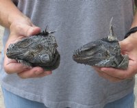 2 pc lot of North American Iguana heads cured in formaldehyde,  measuring 4 inches in length $40