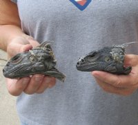 2 pc lot of North American Iguana heads cured in formaldehyde,  measuring 3 and 3-1/2 inches in length $35