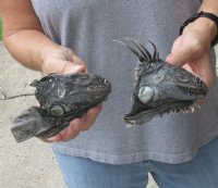 2 pc lot of North American Iguana heads cured in formaldehyde,  measuring 4 and 4-1/2 inches in length $40