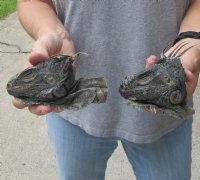 2 pc lot of North American Iguana heads cured in formaldehyde,  measuring 4 and 4-1/2 inches in length $40