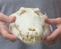 <font color=red>REDUCED PRICE - SALE!</font> 14 inches Authentic Nile Crocodile Skull for Sale for $179.00 (CITIES #263852)