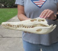<font color=red>REDUCED PRICE - SALE!</font> 14 inches Authentic Nile Crocodile Skull for Sale for $179.00 (CITIES #263852)
