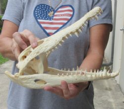 <font color=red>REDUCED PRICE - SALE!</font> 12-1/2 inches Authentic Nile Crocodile Skull for Sale for $155.00 (CITIES #263852)