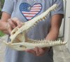 12-1/2 inches Authentic Nile Crocodile Skull for Sale - You are buying this one for $215..00 (CITIES #263852)