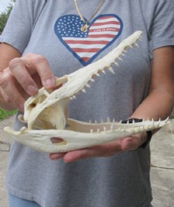 <font color=red>REDUCED PRICE - SALE!</font> 9-1/4 inches Authentic Nile Crocodile Skull for Sale for $100.00 (CITIES #263852)