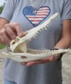 9-1/4 inches Authentic Nile Crocodile Skull for Sale - You are buying this one for $135..00 (CITIES #263852)