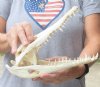 10-1/4 inches Authentic Nile Crocodile Skull for Sale - You are buying this one for $155..00 (CITIES #263852)