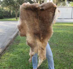 Craft Grade 51 inch by 35 inch Tanned Reindeer hide imported from Finland for $65.00