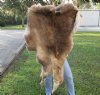Craft Grade 51 inch by 35 inch Tanned Reindeer hide imported from Finland. You will receive the skin pictured for $65.00