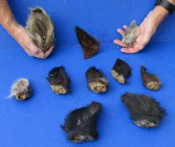 <font color=red>**Special Reduced Pricing**</font> 10 piece lot of Wild Boar ears measuring 3 to 5 inches long $10