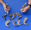 10 piece lot of North American Raccoon legs cured in formaldehyde, measuring 5 to 7 inches in length - $10/lot