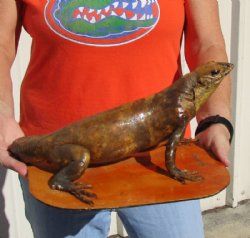 Authentic Mexican Spiny Tail Iguana mount for sale, 13 inches long x 10 inches wide x 6 inches tall for $175.00