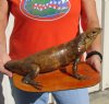 Authentic Mexican Spiny Tail Iguana mount for sale, 13 inches long x 10 inches wide x 6 inches tall  - review all photos. You are buying the mount pictured for $175.00