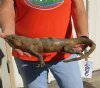 Authentic Mexican Spiny Tail Iguana mount for sale, 15 inches long x 9-1/2 inches wide x 6 inches tall  - review all photos. You are buying the mount pictured for $175.00 (damaged feet)