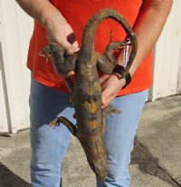 Authentic Mexican Spiny Tail Iguana mount for sale, 15 inches long x 9-1/2 inches wide x 6 inches tall  - review all photos. You are buying the mount pictured for $175.00 (damaged feet)