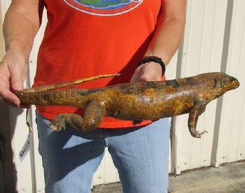 Authentic Mexican Spiny Tail Iguana mount for sale, 18-1/2 inches long x 10 inches wide x 4 inches tall for $140.00 
