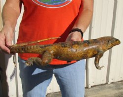 Authentic Mexican Spiny Tail Iguana mount for sale, 18-1/2 inches long x 10 inches wide x 4 inches tall for $140.00 