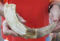 12-inch Curved Hippo Tusk, hippo Ivory, .60 pound - $75 (CITES #300162) 