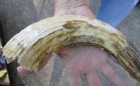 12-inch Curved Hippo Tusk, hippo Ivory, .60 pound - $75 (CITES #300162) 