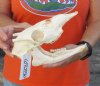 Whitetail deer skull (button buck) measuring 9 inches long (You are buying the skull in the photo) for $30.00