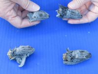 4 piece lot of North American Iguana heads cured in formaldehyde,  measuring under 2 inches in length - $25