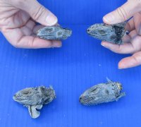 4 piece lot of North American Iguana heads cured in formaldehyde,  measuring under 2 inches in length - $25