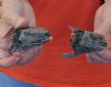2 piece lot of North American Iguana heads cured in formaldehyde,  measuring 2 and 3 inches in length - $15