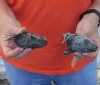 2 piece lot of North American Iguana heads cured in formaldehyde,  measuring 3-1/2 and 4 inches in length - $15
