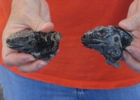 2 piece lot of North American Iguana heads cured in formaldehyde,  measuring 2 and 3 inches in length - $15
