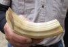 7-inch Curved Hippo Tusk, hippo Ivory, .50 pounds and 20% solid.  (You are buying the hippo tusk pictured) for $70.00 (CITES #300162) 