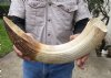 20-inch Curved Hippo Tusk, hippo Ivory, 3 pounds. (You are buying the hippo tusk pictured) for $450.00 (CITES #300162) (Signature Required)