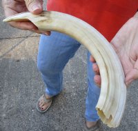 14-inch Curved Hippo Tusk, hippo Ivory,1 pound - $125.00 (CITES #300162) 