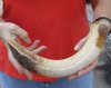 15-inch Curved Hippo Tusk, hippo Ivory, 1.15 pound - $145.00 (CITES #300162) 