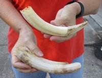 2 pc lot of 8 to 9-inch Hippo Tusks, hippo Ivory, .95 pounds and 20% solid - $120.00 (CITES #300162) 