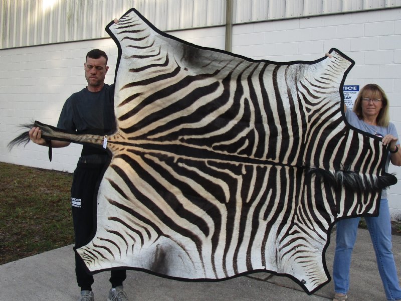 Real Zebra Skin Rug with felt backing