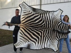 Real A- Grade Zebra Skin Rug, Zebra Hide Rug 82" x 64" with felt backing for $1200.00 (Adult Signature Required)