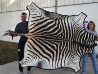 82" x 64" Real A- Grade Zebra Skin Rug with felt backing - you are buying the zebra hide pictured for $1200.00 (Adult Signature Required)