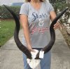 Kudu horns on skull plate measuring approximately 32 inches - You are buying the one pictured for $115