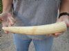 13-inch Straight Hippo Tusk, hippo Ivory, 1.25 pound and 30% solid.  (You are buying the hippo tusk pictured) for $200.00 (CITES #300162) (Crack)