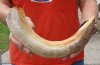 15-inch Curved Hippo Tusk, hippo Ivory, 1.35 pounds and 10% solid - $170.00 (CITES #300162) 